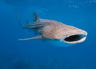 whale-shark